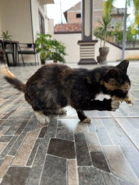 Kara kedi terasta kızarmış tavuk yiyor.