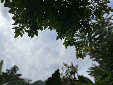 Yaprakların arasındaki karanlık gökyüzünün güzel manzarası.