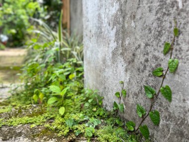 Terk edilmiş paslı kapılar ve yosunlu duvarlar