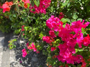 Bahçede pembe begonviller var.