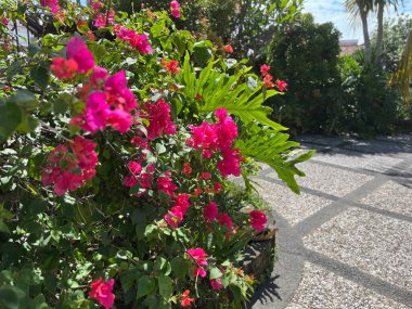 Bahçede pembe begonviller var.