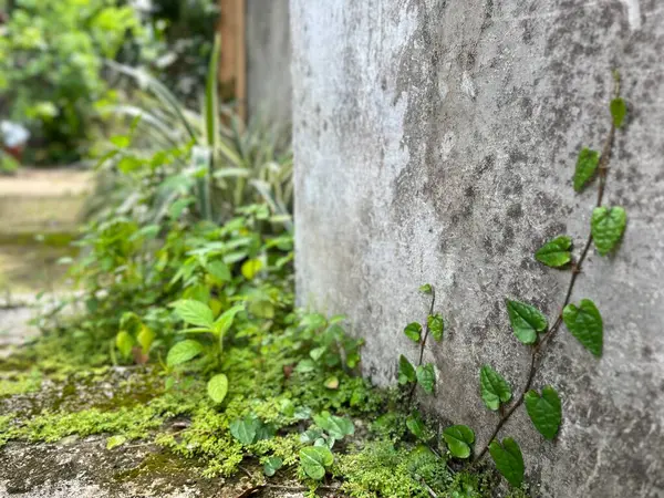 Terk edilmiş paslı kapılar ve yosunlu duvarlar