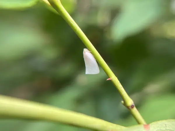 stock image White Flatid Planthopper small white insect is a beautiful plant pest.