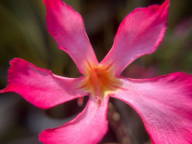 Süslü çiçek bahçesinde güzel pembe adenyum çiçekleri