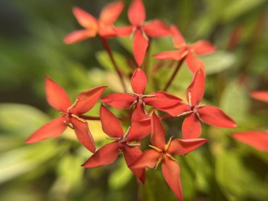 Red Ixora Javanica flower blooming macro close up background
