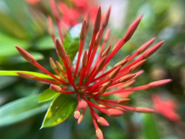 Red Ixora Javanica flower blooming macro close up background