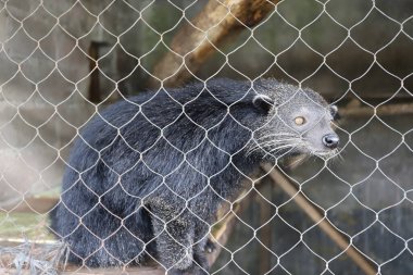 Binturong Koruma Ağı ile çevrili bir muhafazanın içinde dinleniyor. Tel örgü örülmüş bir duvarın içinde sakince otururken tuhaf tuhaf bakan bir binturong. Hayvanat bahçesi ortamında yakalandı..