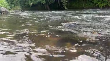 Serene Flowing River ve yemyeşil yapraklar kıyılar boyunca akıyor. Bereketli yeşil bitki örtüsüyle çevrili sakin ve el değmemiş bir nehir sakin bir manzara yaratıyor..
