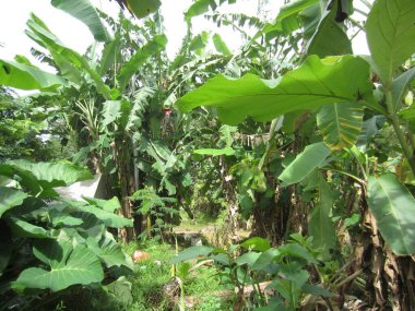 toprak durumu bir heyelan sonrasında (doğal afet)