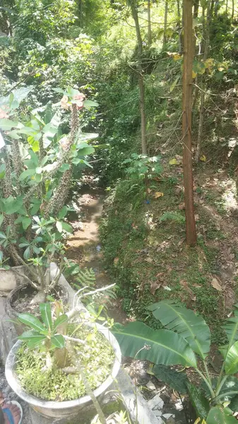 toprak durumu bir heyelan sonrasında (doğal afet)