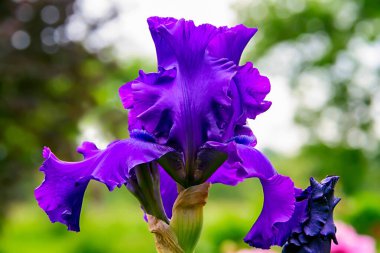 - Iris - Yazın güzel bir bahçe çiçeği 