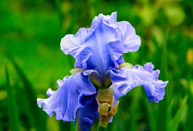 - Açık mavi süsen - arka planda güzel bir bahçe çiçeği