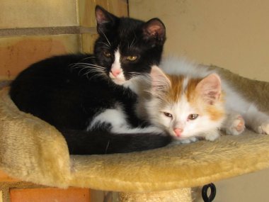 - Siyah bir erkek kardeş ve dinlenen beyaz bir kız kardeş.                               