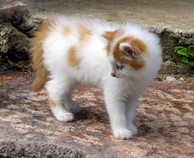 - Güzel beyaz bir kedi yavrusu merdivenlerde                               