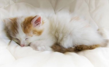 - Beyaz arka planda uyuyan küçük beyaz bir kedi yavrusu.                               