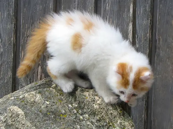 - Bir taşın üzerinde küçük bir kedi yavrusu                               