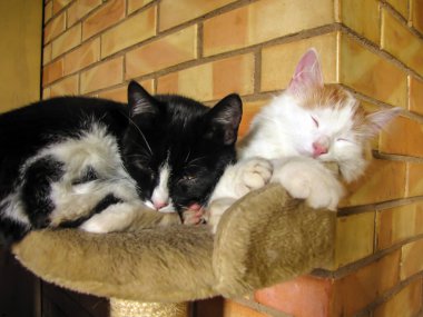 - İki uyuyan kedi yavrusu.                               