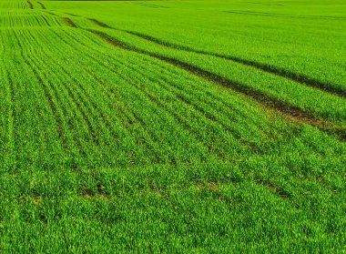 - Minimalizm, ilkbaharın başında ekin tarlası olan bahar manzarası                               