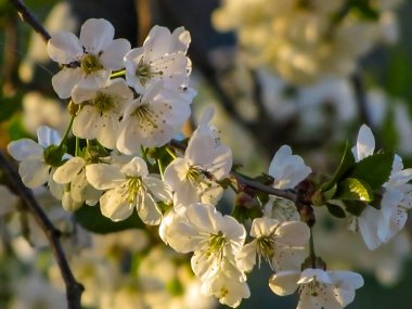 - Gün batımında küçük bir kiraz dalı                               