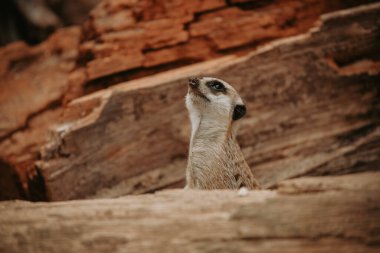 kayanın üzerinde oturan meerkat