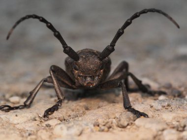 Güzel bir böceğin makro fotoğrafı.