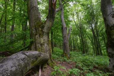 Yazın Slovakya 'da yeşil orman ve ağaçlar