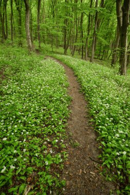 Dağlardaki yeşil orman Polonyalı