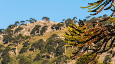 And Dağları 'ndaki araucaria Ormanı