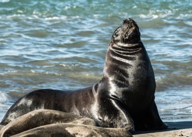 Genç deniz aslanı yetişkin tavırları deniyor.