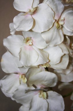 White plumaria flower lei clipart