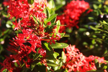 tropikal kırmızı çiçek çalısı