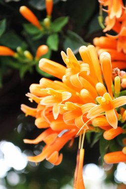 Güzel botanik fotoğrafı, doğal duvar kağıdı.