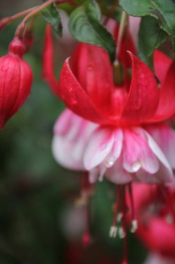 Bahçedeki güzel kırmızı çiçek