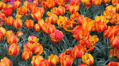 Bahçedeki güzel laleler