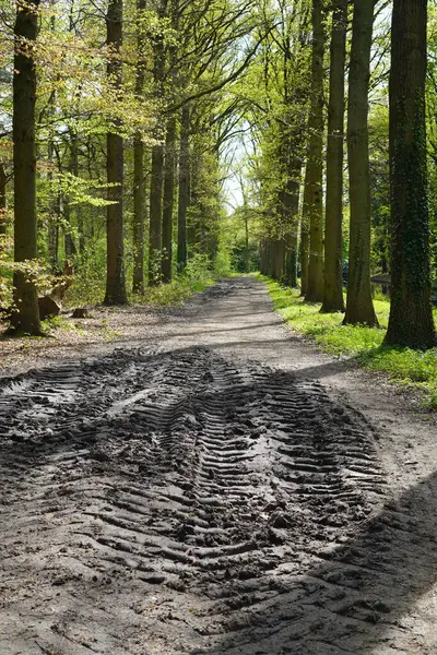 A muddy road in forest on a sunny day with traces of a tractor