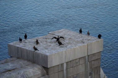 Taştan bir platformda birkaç kuş, kanatları ardına kadar açık bir nehirle çevrili.