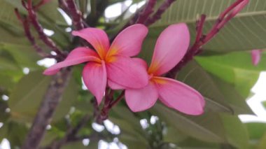 Plumeria çiçeği, frangipani ya da Bunga Kamboja pembesi olarak da bilinir, parkta çiçek açar. Güzel pembe bir çiçeğin videosunu kapat.