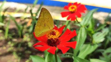 Sarı bir kelebek bahçedeki kırmızı bir zinya çiçeğine kondu.