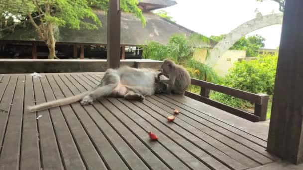 Two Monkeys Playing Wooden Gazebo — Stock Video