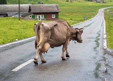 İsviçre Alplerinde karşıdan karşıya geçen kahverengi inek.