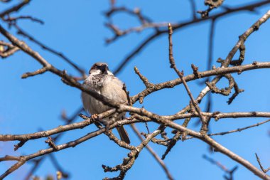 İsviçre 'de bir kiraz ağacının ağaç dalındaki serçe