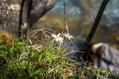 Nehrin kıyısındaki ormandaki güzel çiçekler.
