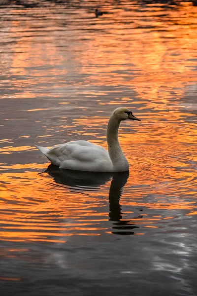 Piękny Biały Łabędź Pływa Jeziorze Zachodzie Słońca — Zdjęcie stockowe