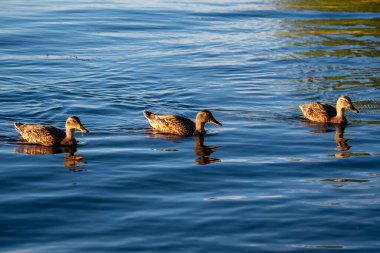 Gölde üç dişi ördek