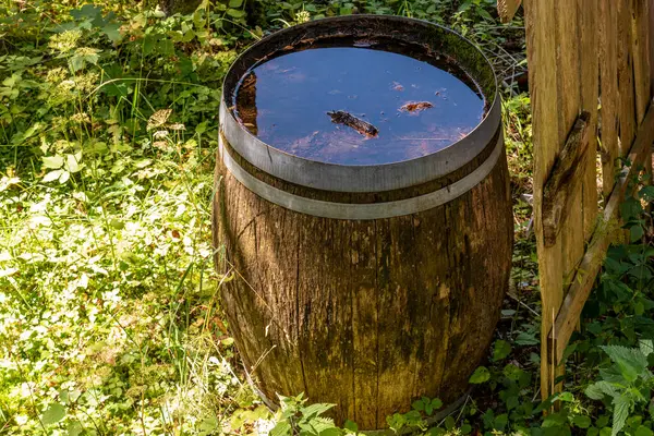 old wood barrel full of water in a garden
