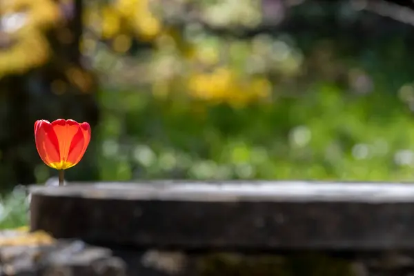 Красный Тюльпан Саду — стоковое фото
