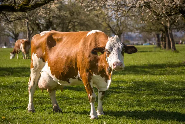 Una Vacca Bruna Pascolo Campo Verde Nella Zona Rurale Uster — Foto Stock