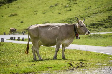 İsviçre kahverengi sığır sürüsü Klotenpass 'a doğru yol kenarında