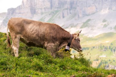 İsviçre 'deki Glarus Alplerindeki İsviçre kahverengi ineği.
