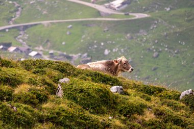 Kahverengi genç inek İsviçre Alplerinin zirvesinde 